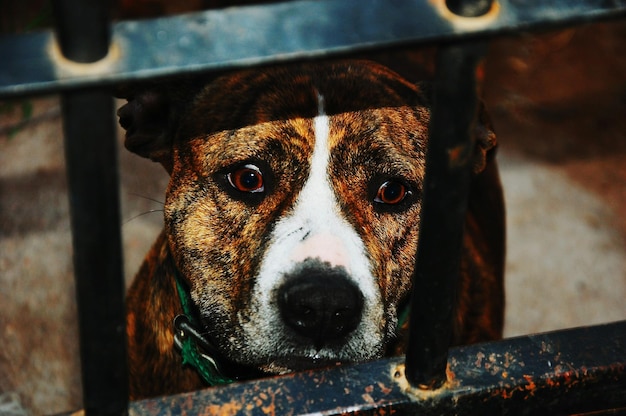 Foto close-up portret van een hond