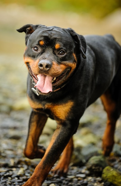 Close-up portret van een hond