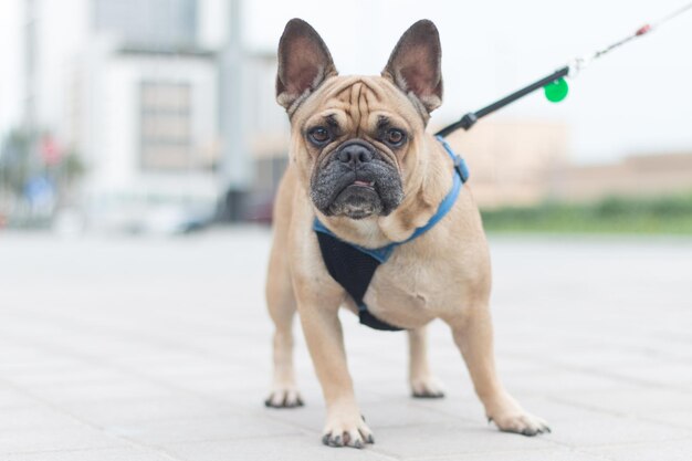 Foto close-up portret van een hond