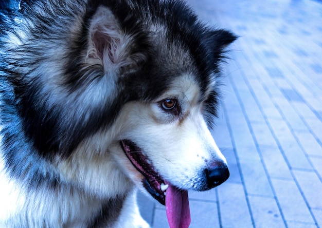 Foto close-up portret van een hond