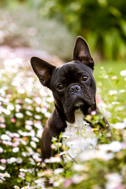 Close-up portret van een hond