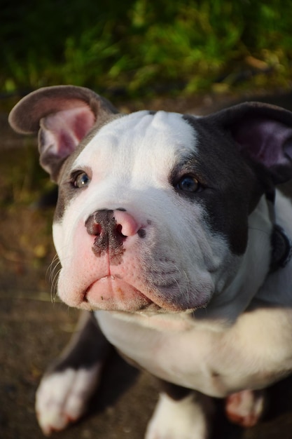 Foto close-up portret van een hond