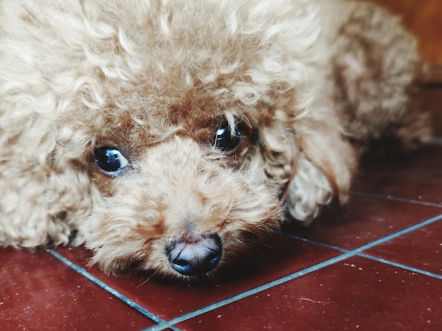 Foto close-up portret van een hond