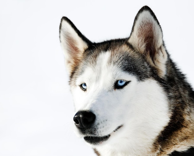 Close-up portret van een hond