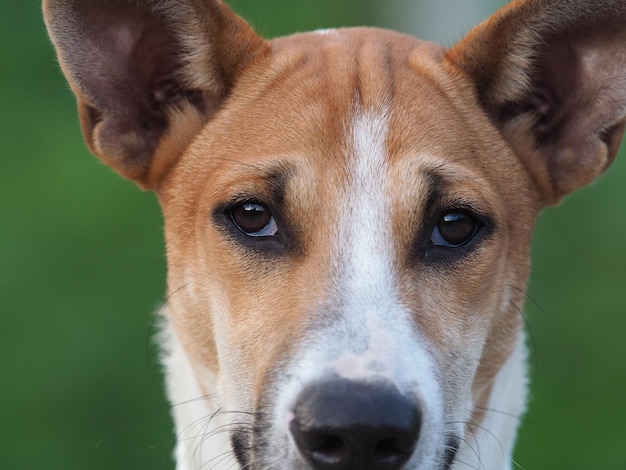 Foto close-up portret van een hond