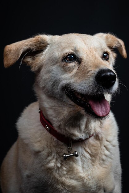 Close-up portret van een hond