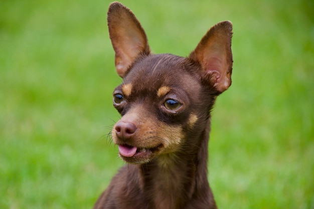 Close-up portret van een hond