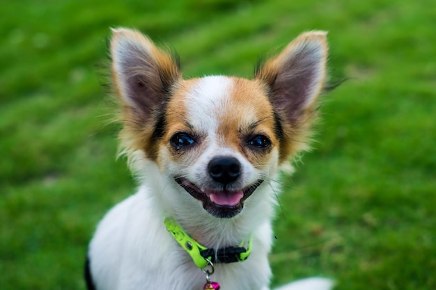 Foto close-up portret van een hond