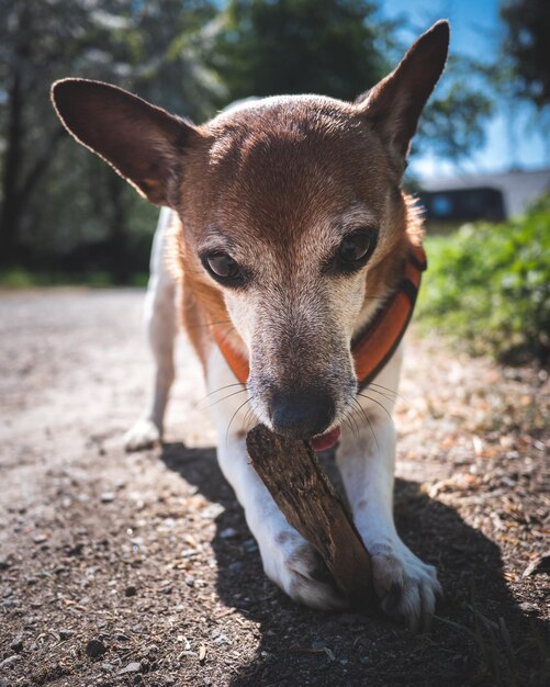 Foto close-up portret van een hond