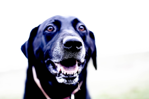 Close-up portret van een hond