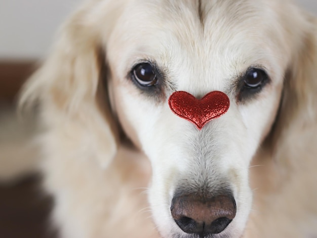 Foto close-up portret van een hond