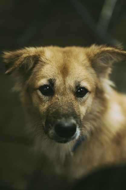 Close-up portret van een hond.