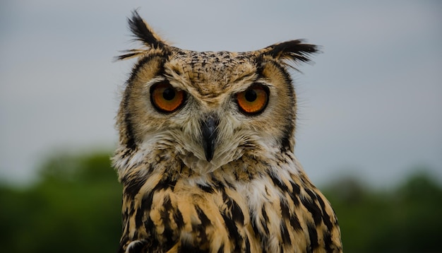 Foto close-up portret van een hoornige uil