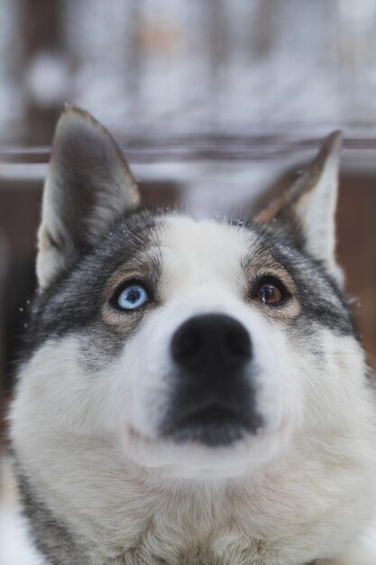 Foto close-up portret van een husky hond