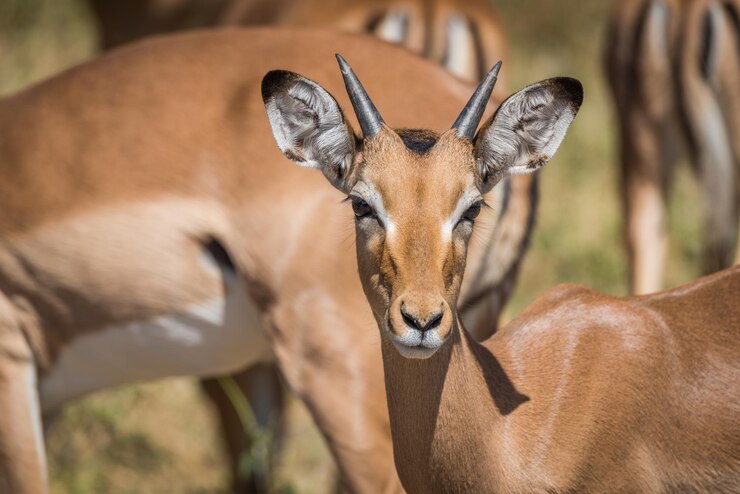 Foto close-up portret van een impala die in het bos staat