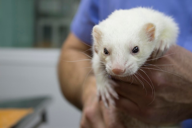 Close-up portret van een jonge vrouw die een kat vasthoudt