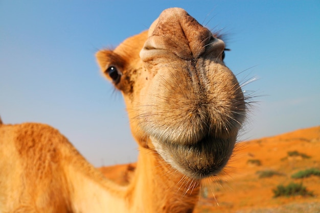 Close-up portret van een kameel tegen een heldere lucht
