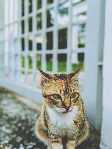 Foto close-up portret van een kat bij een raam