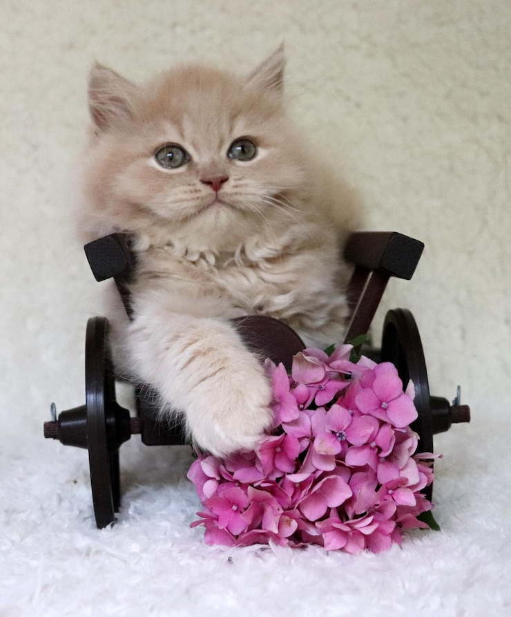 Foto close-up portret van een kat bij een witte muur