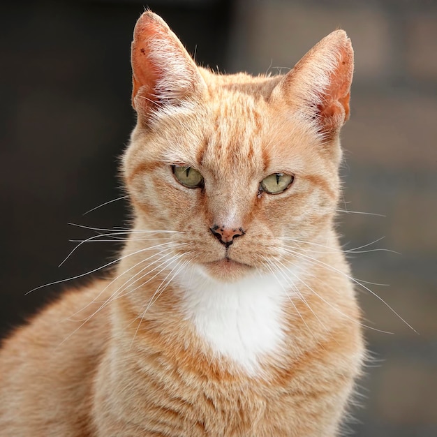 Close-up portret van een kat die buiten zit