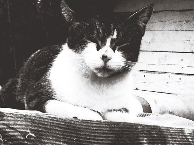 Foto close-up portret van een kat die buiten zit
