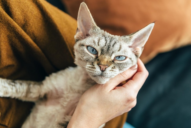 Close-up portret van een kat die de hand vasthoudt