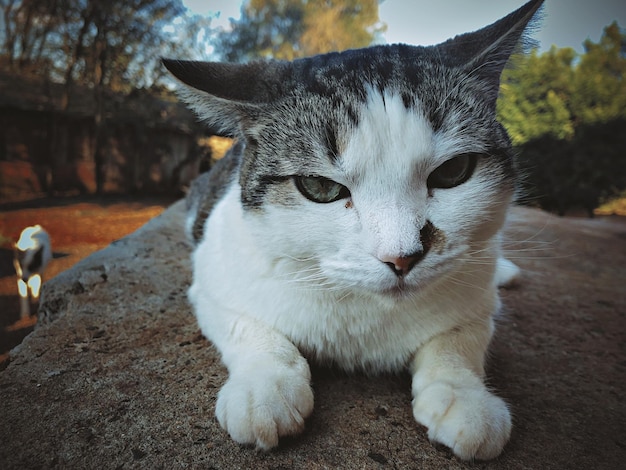 Close-up portret van een kat die ontspant op een betonnen muur