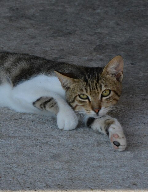 Foto close-up portret van een kat die op een voetpad ligt