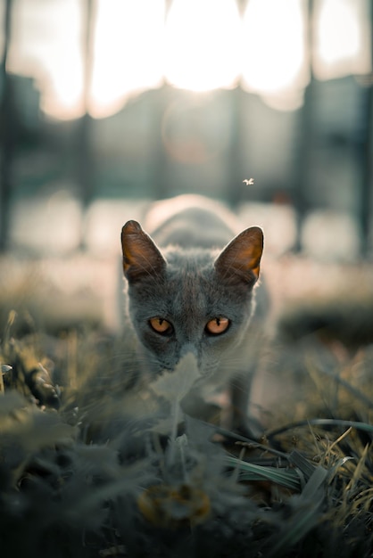 Close-up portret van een kat die op het veld staat