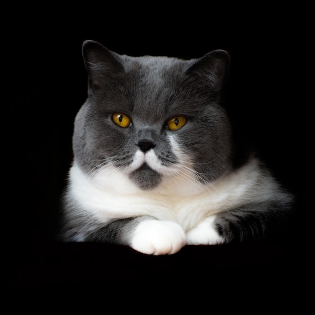 Close-up portret van een kat die tegen een zwarte achtergrond zit
