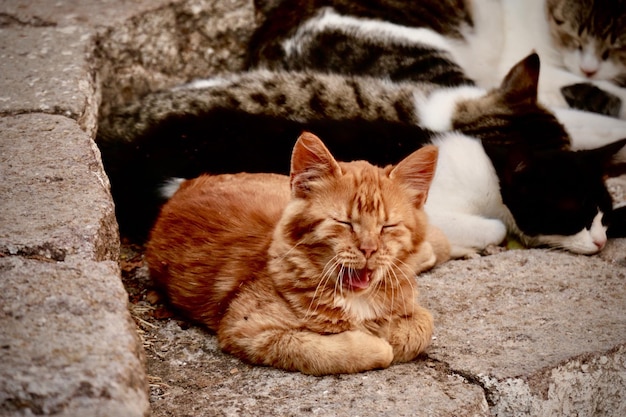 Foto close-up portret van een kat die zich buiten ontspant