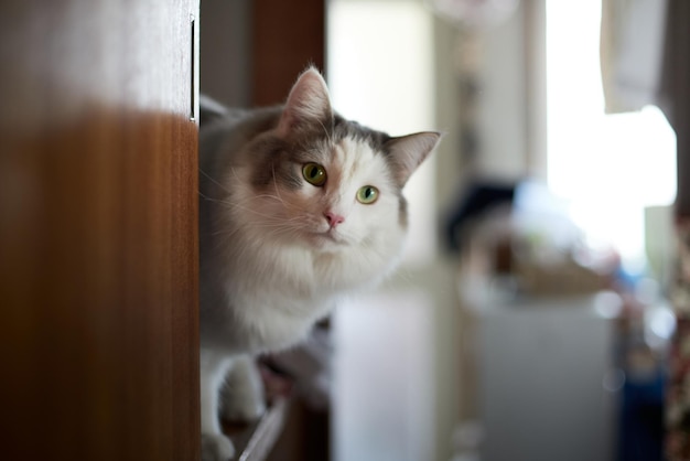 Close-up portret van een kat die zijn hoofd naar buiten steekt