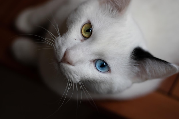 Close-up portret van een kat met verschillende gekleurde ogen