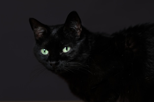 Close-up portret van een kat op een zwarte achtergrond