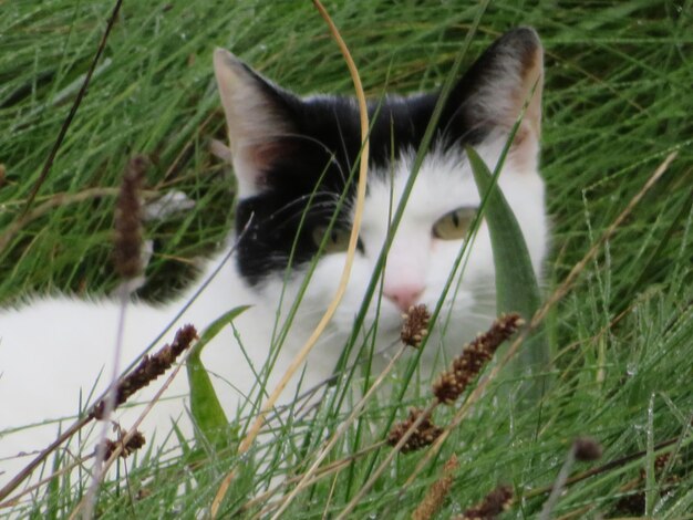 Foto close-up portret van een kat op het gras