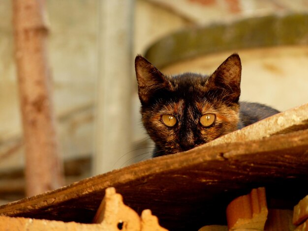 Foto close-up portret van een kat op hout