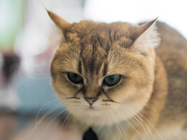 Close-up portret van een kat