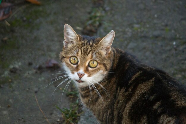 Foto close-up portret van een kat