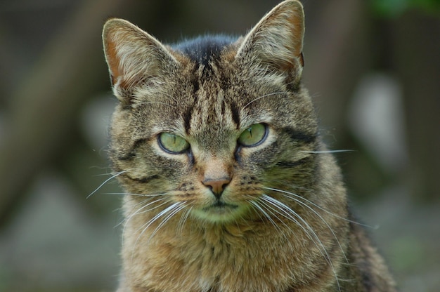 Close-up portret van een kat