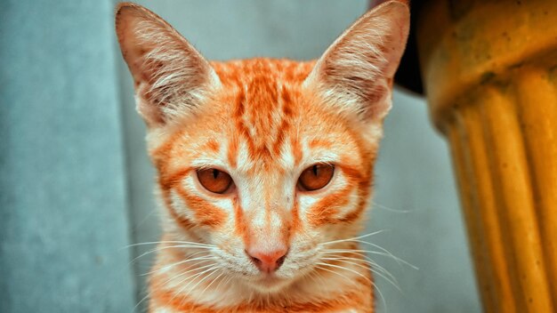 Foto close-up portret van een kat