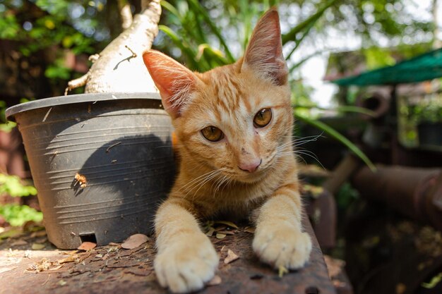 Foto close-up portret van een kat