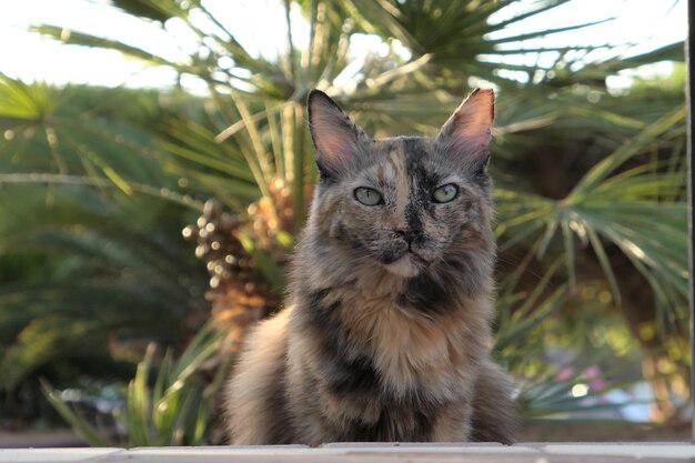 Foto close-up portret van een kat