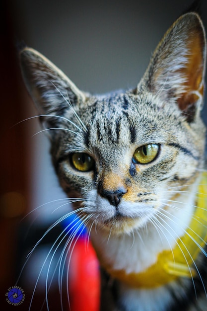 Foto close-up portret van een kat