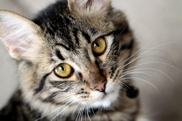 Close-up portret van een kat