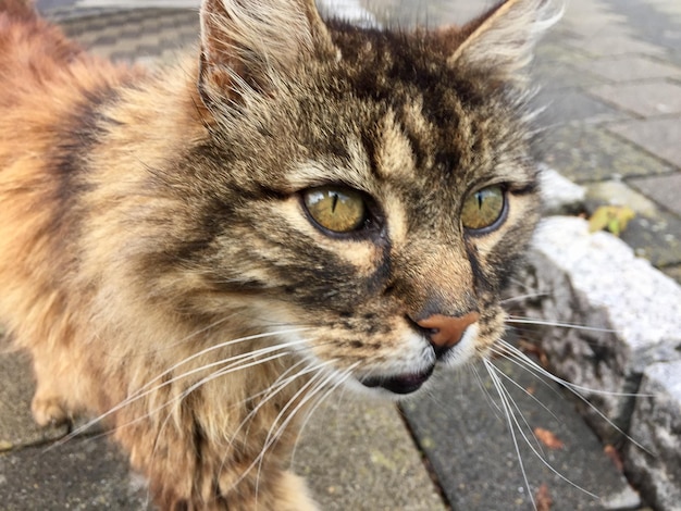 Foto close-up portret van een kat.