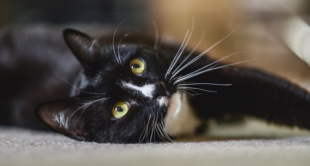 Foto close-up portret van een kat