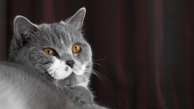 Close-up portret van een kat