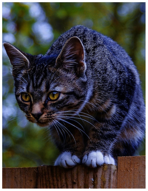 Foto close-up portret van een kat