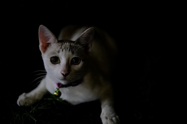 Foto close-up portret van een kat