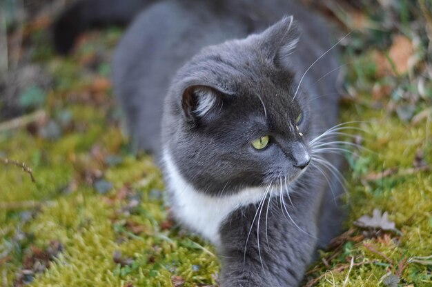 Foto close-up portret van een kat